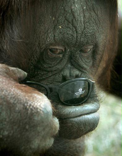 Glass Orangutan, Netherlands.jpg