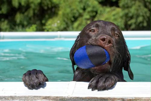 Swimming Chocolate Labrador Retriever, Britain.jpg