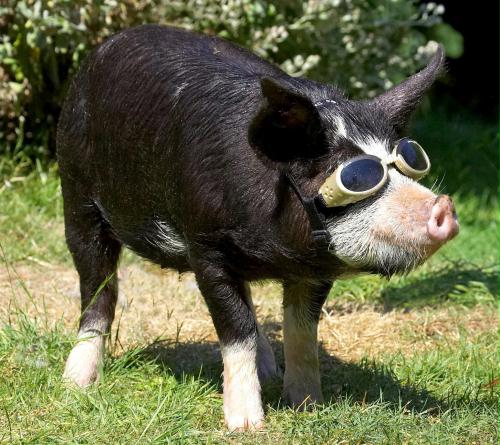Pedigree Berkshire pig, Britain.jpg