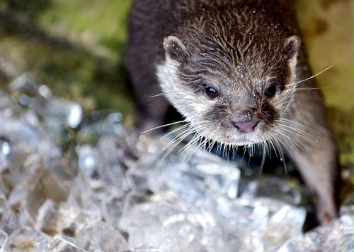 Asian small-clawed otter (Aonyx cinerea), Britain.jpg