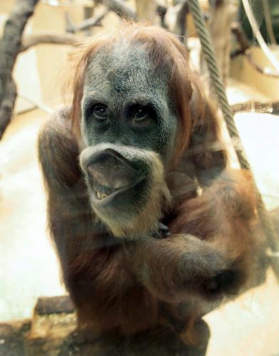 Orangutan, Switzerland.jpg