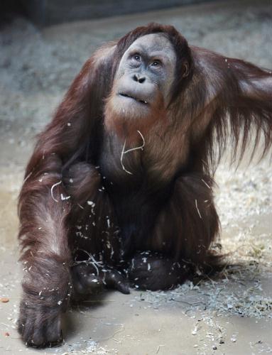 Orangutan, Switzerland.jpg