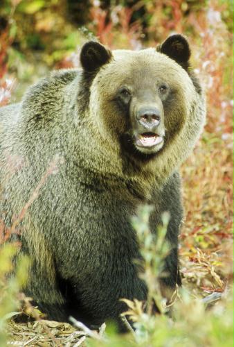 Grizzly Bear, Canada.jpg
