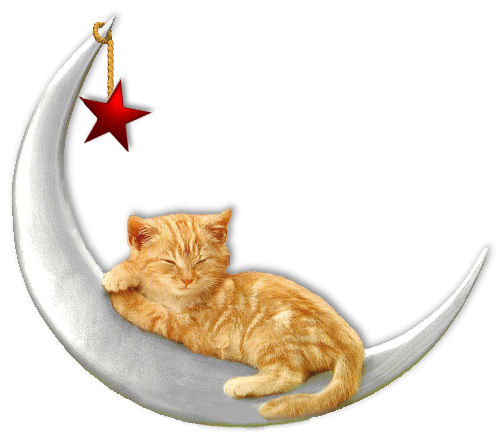 cat on moon.jpg
