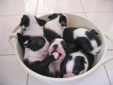 Puppy Bowl.jpg