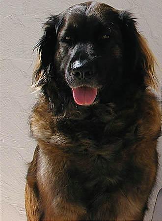 USE leonberger pic.png