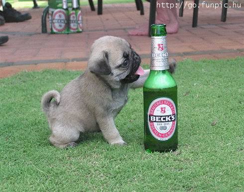 Beer Pup.jpg