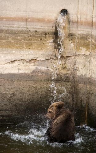 European Brown Bear, Bulgaria.jpg