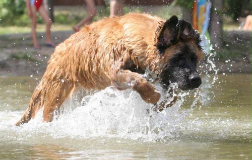 Dog\'s Water World, Poland.jpg