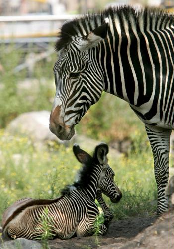 New-born Baby Zebra, Netherlands.jpg