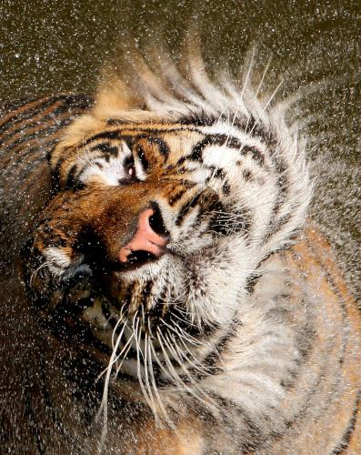 Sumatra Tiger, Germany.jpg