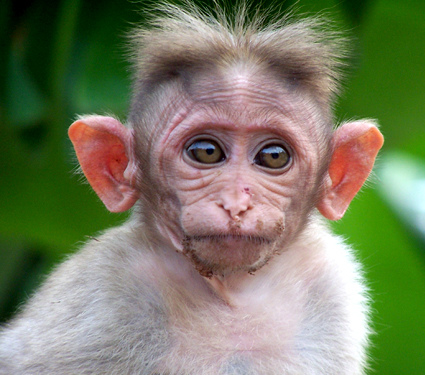 baby monkey.jpeg