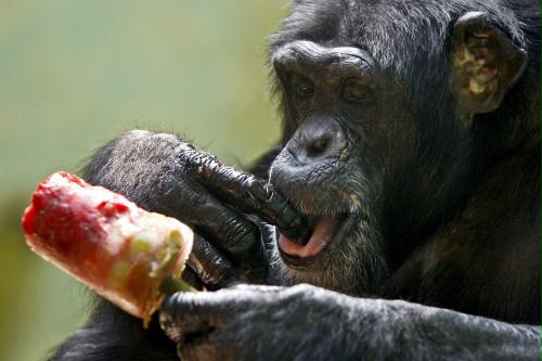 Chimpanzee, Switzerland.jpg