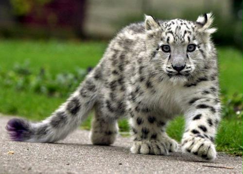 Young Snow Leopard, Germany.jpg