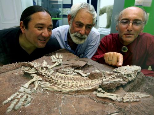 Diadectid dinosaur fossil, Orobates pabsti, Germany.jpg