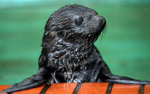 South American fur seal, Germany.jpg