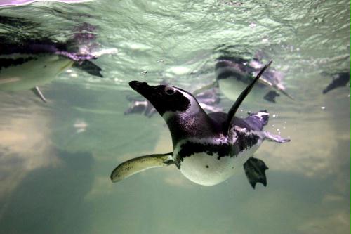 Magellanic penguins, Italy.jpg