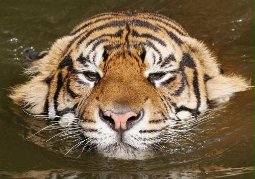Sumatran Tiger, Germany.jpg