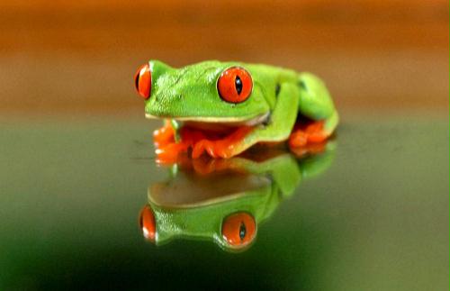 Red-eyed Treefrog, Nicaragua.jpg