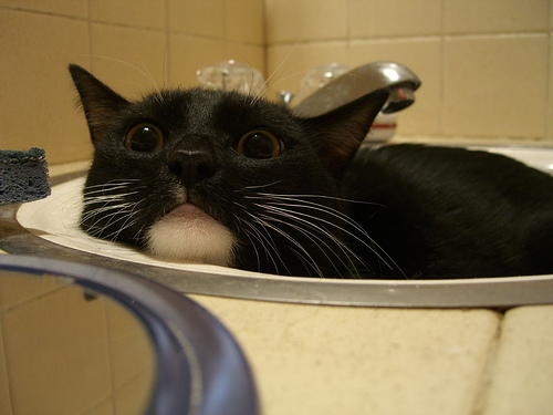 bath cat.jpeg