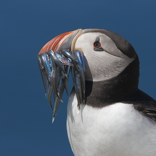 puffin\'s mouthful of fishes.jpeg