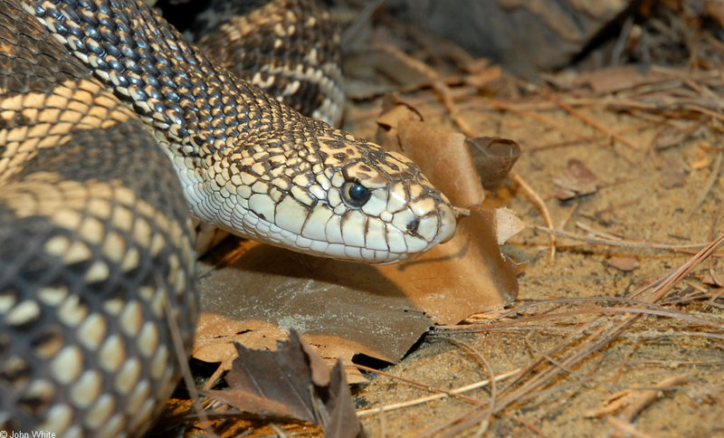 Northern Pine Snake (Pituophis melanoleucus melanoleucus).JPG