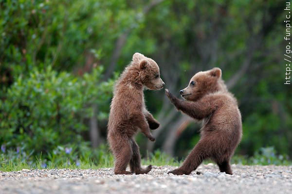 Kungfu Fighters - Bear cubs.jpg