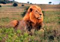 120px-Lion in Kenya.jpg