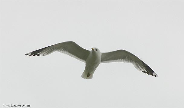 seagull 9377.jpg