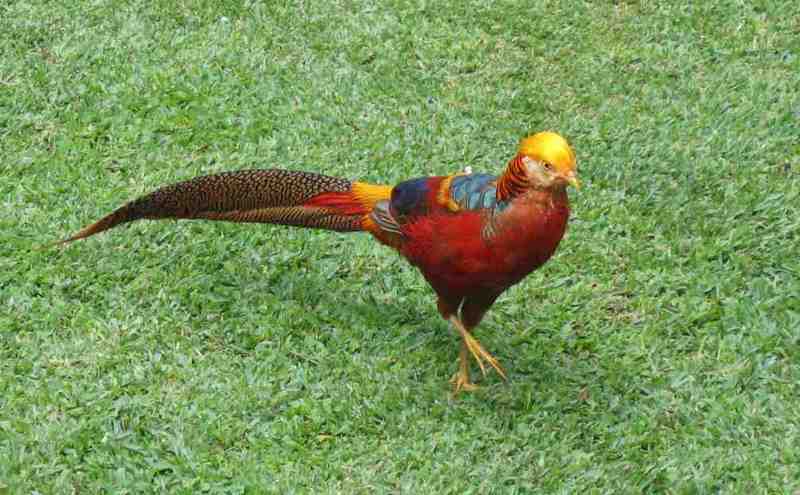 My Golden Pheasant - Full Plumage 017.jpgCOPY.jpg