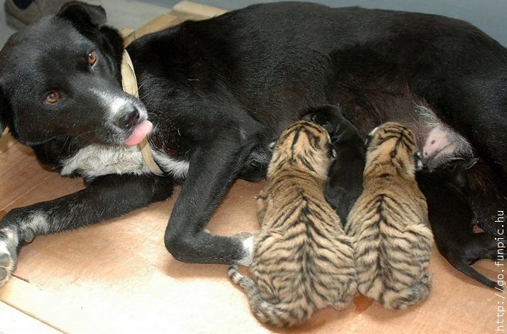Dog mom and tiger children.jpg