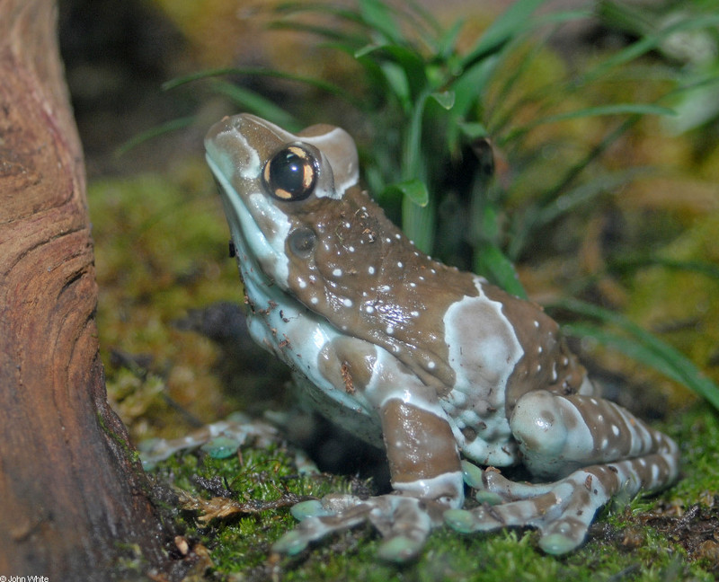 Milky Treefrog (Trachycephalus resinifictrix) 0032.JPG