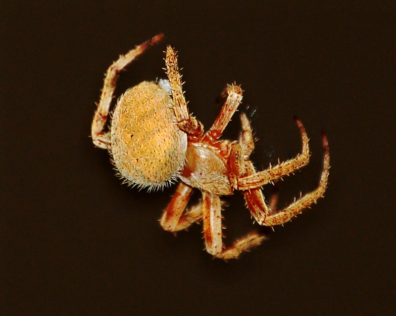 IO-060010A, Spider.jpg