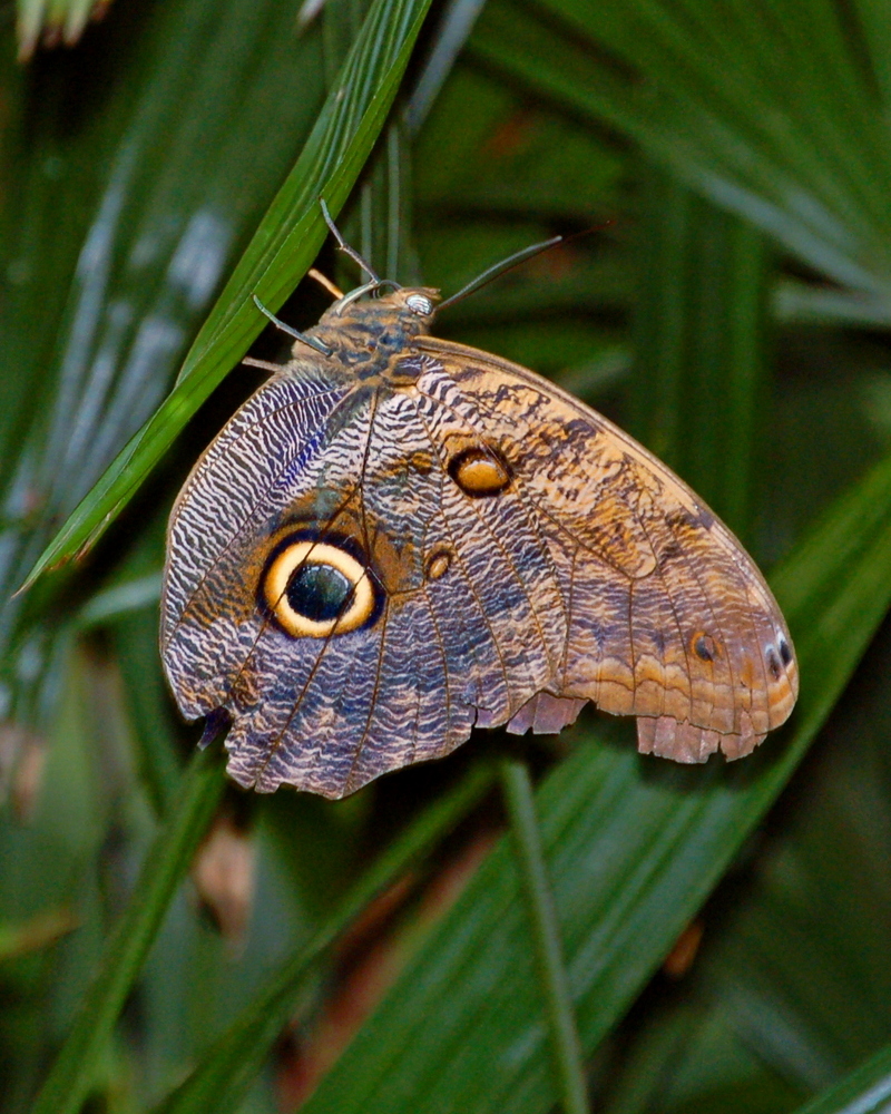IB-060004A, Owl-butterfly, Caligo brasilllensis.JPG