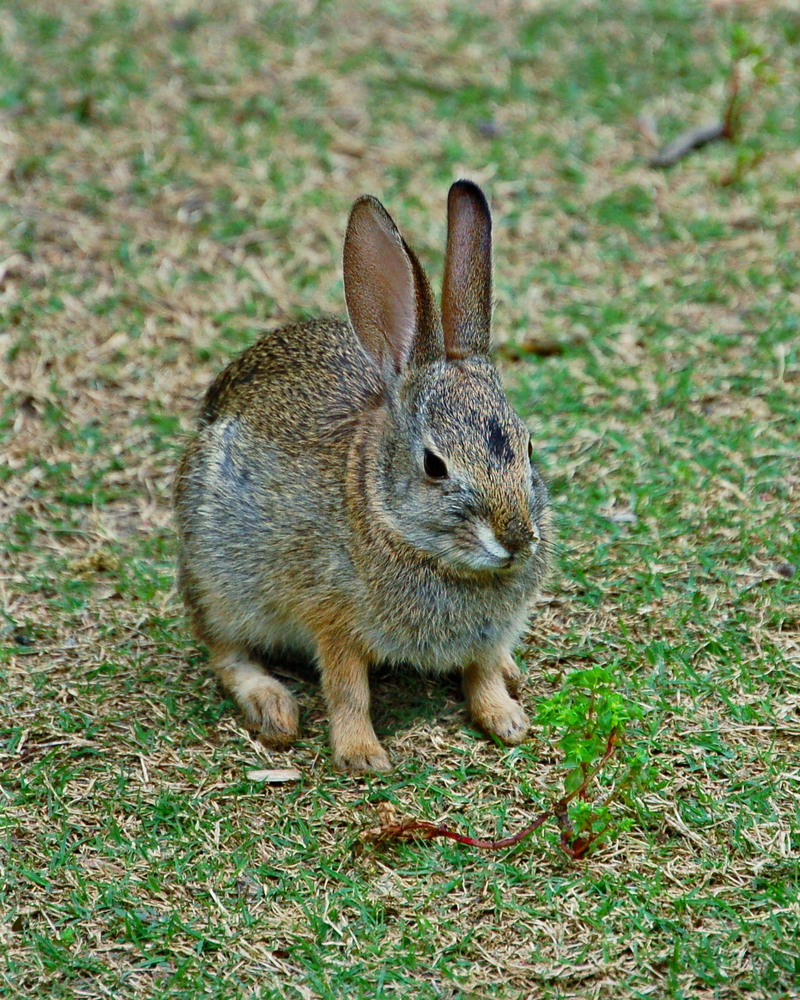 AW-060143A, Rabbit.jpg