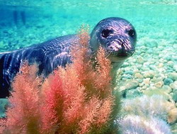 Monk Seal By Google.jpg