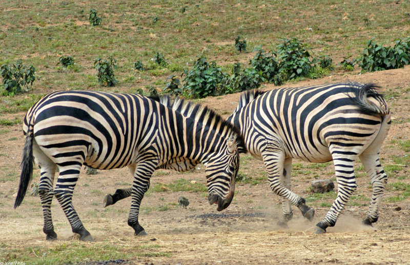 Burchell\'s Zebra (Equus burchellii) fight 10.JPG