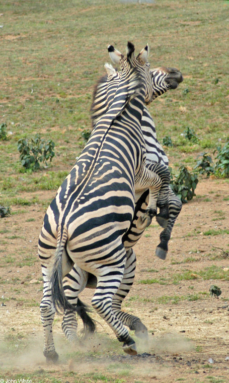 Burchell\'s Zebra (Equus burchellii) fight 4.JPG