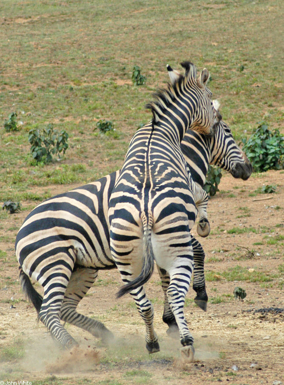 Burchell\'s Zebra (Equus burchellii) fight 5.JPG