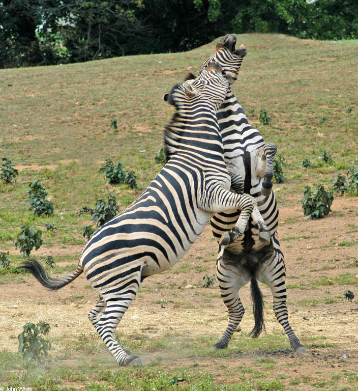 Burchell\'s Zebra (Equus burchellii) fight 6.JPG