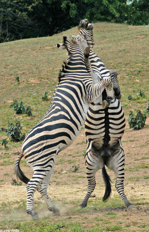 Burchell\'s Zebra (Equus burchellii) fight 7.JPG