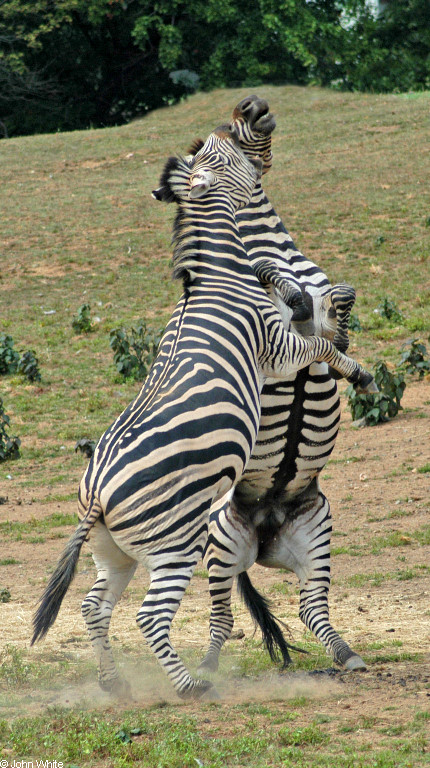 Burchell\'s Zebra (Equus burchellii) fight 8.JPG