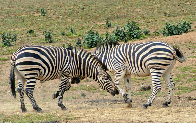 Burchell\'s Zebra (Equus burchellii) fight 9.JPG