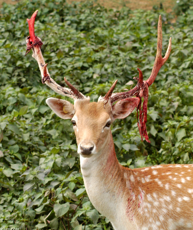Fallow Deer (Cervus dama).JPG