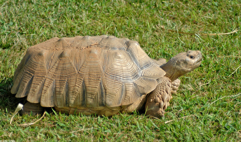 African Spurred Tortoise (Geochelone sulcata).JPG