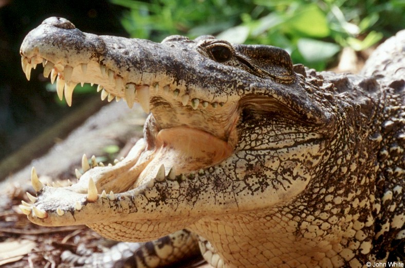 Cuban Crocodile (Crocodylus rhombifer)1124.jpg