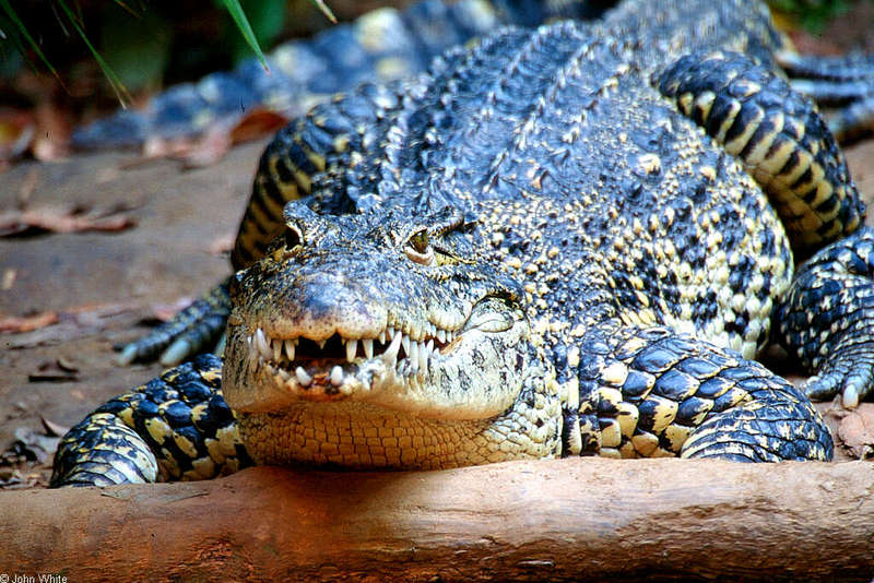 Cuban Crocodile 23455.jpg