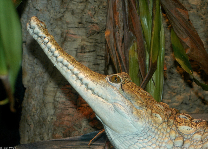 Johnston\'s Crocodile (Crocodylus johnstoni).jpg