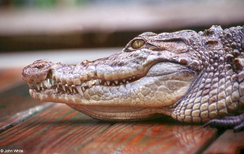 Nile Crocodile (Crocodylus niloticus)1122.jpg