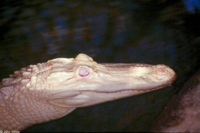Alligator mississippiensis - Albino0014.jpg